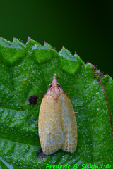 Sparganothis distincta