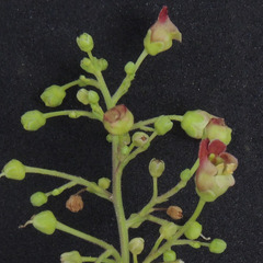 Scrophularia parviflora