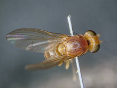 Homoneura thalhammeri