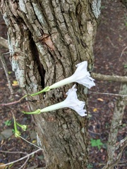Ipomoea suaveolens