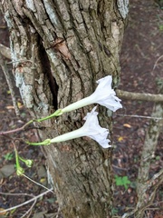 Ipomoea suaveolens