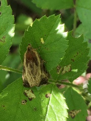 Olethreutes inornatana