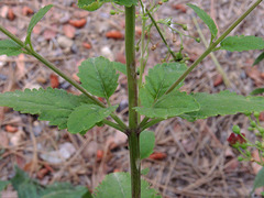 Scrophularia parviflora