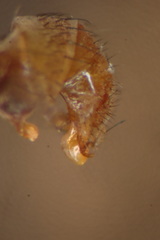 Homoneura thalhammeri