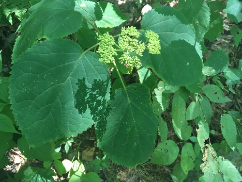 Hydrangea arborescens