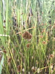 Juncus torreyi