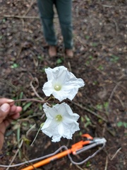 Ipomoea suaveolens