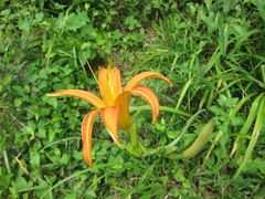 Hemerocallis fulva