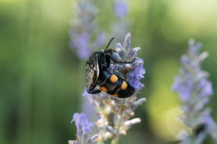 Pygodasis quadrimaculata