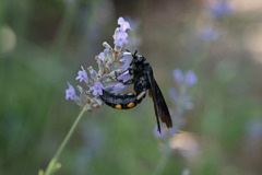 Pygodasis quadrimaculata