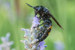 Pygodasis quadrimaculata
