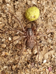 Xeropigo tridentiger