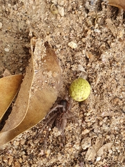 Xeropigo tridentiger