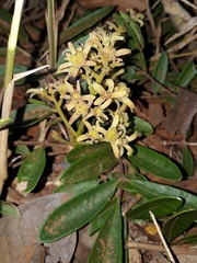 Simaroubaceae