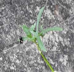 Mysoria barcastus