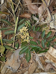 Simaroubaceae