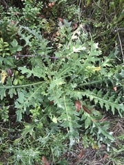 Cirsium andrewsii