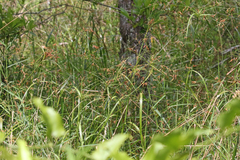 Rhynchospora inundata