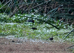 Chrysomus icterocephalus bogotensis