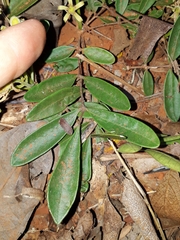 Simaroubaceae