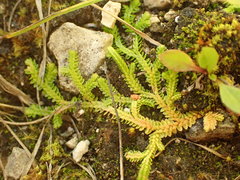 Selaginella helvetica