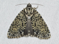 Acronicta heitzmani