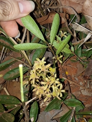 Simaroubaceae