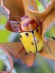 Cryptocephalus aulicus