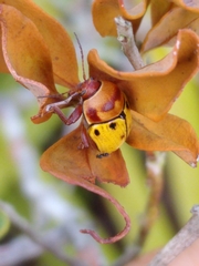 Cryptocephalus aulicus