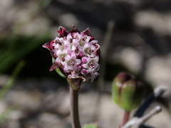 Othonna digitata