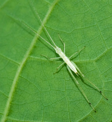 Oecanthus exclamationis