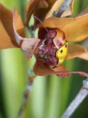 Cryptocephalus aulicus