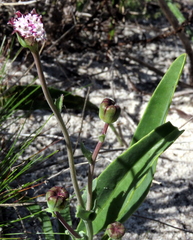 Othonna digitata