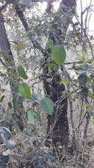 Passiflora alata