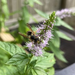 Mentha spicata