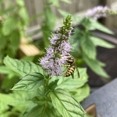 Mentha spicata