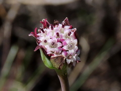 Othonna digitata