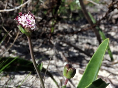 Othonna digitata