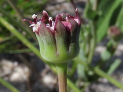 Othonna digitata