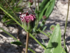 Othonna digitata