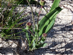 Othonna digitata