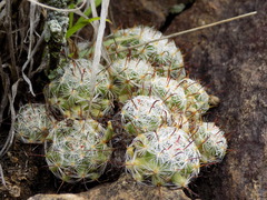 Mammillaria gilensis
