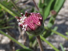 Othonna digitata