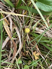 Ranunculus hyperboreus