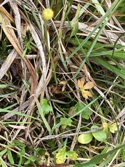 Ranunculus hyperboreus