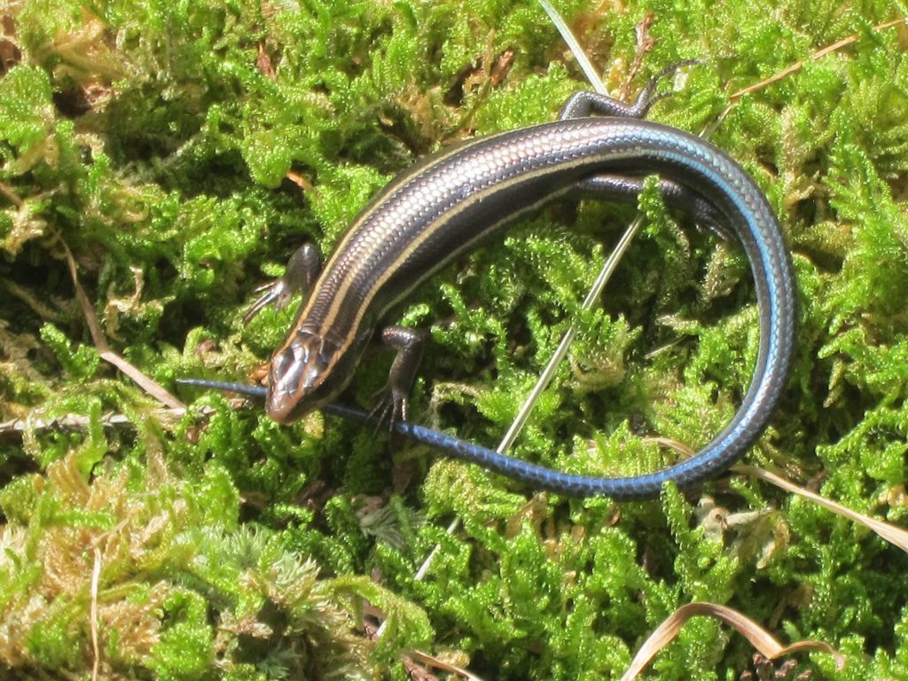 Far Eastern Skink