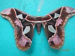 Rothschildia lebeau