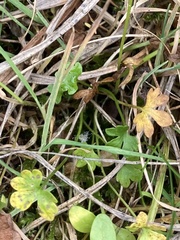 Ranunculus hyperboreus