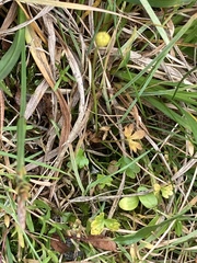 Ranunculus hyperboreus