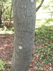 Acer pensylvanicum